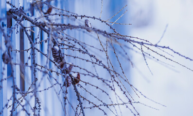 Bare larch branch with cones and buds against the background of the fence on a cloudy winter morning. Close-up, narrow focus.