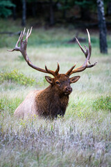 A massive wapiti bull elk laying down in the grass looking at you