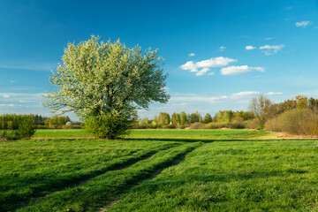 Fototapeta premium Blooming bush on a meadow with a dirt road, Nowiny, Poland