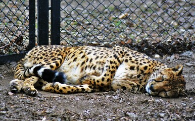 leopard in the zoo