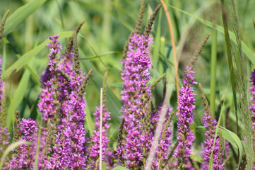 Purple loosestrife in bloom closeup view with selective focus on foreground