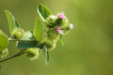Lesser burdock in bloom closeup view with green blurred background