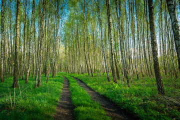 Dirt road through a birch forest, spring day