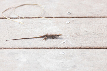 Small lizard sunning
