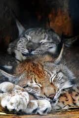 Two cute lynx lynx sleep close to each other