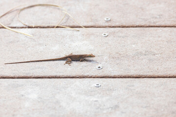Small lizard sunning