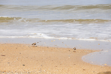 shorebirds in the sand
