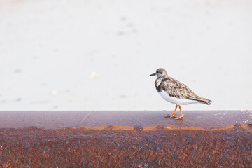 Sandpiper 