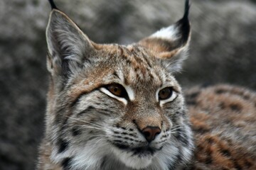 portrait of a lynx