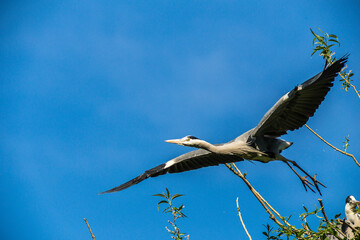 Flying Grey heron