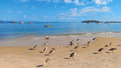 pássaros Garça-real-de-coroa-preta e barcos pesqueiros na praia da Cachoeira do Bom Jesus Canavieiras Florianópolis Santa Catarina Brasil Florianopolis 