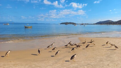 pássaros marinhos e a   praia da Cachoeira do Bom Jesus Canavieiras Florianópolis Santa Catarina Brasil Florianopolis