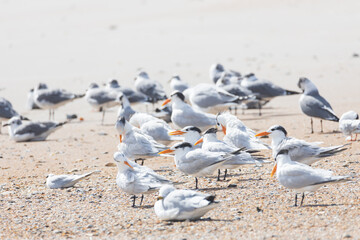 Terns and seagulls sitting in the sand on the beach
