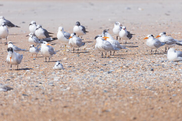 Terns and seagulls sitting in the sand on the beach