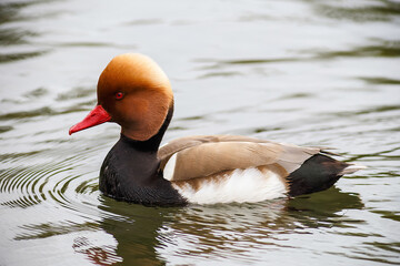 Side view of a male red-crested pochard duck