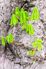 Leaf on a tree