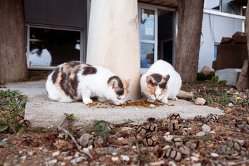 Straßenkatzen in Griechenland fressen Futter