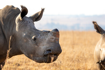 Obraz premium Dehorned White Rhino, South Africa