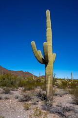 Organ Pipe Cactus National Monument, Arizona, America, USA.
