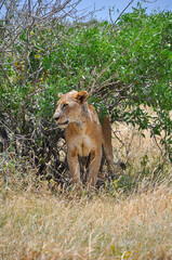Safari in the African savannah. A lioness in the wild suffers from insects.