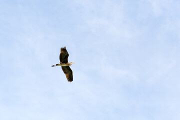 Flying Grey heron