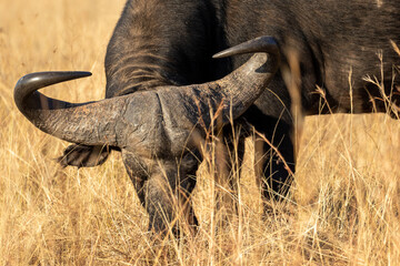 Obraz premium African Buffalo Bull, Kruger National Park