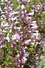 A closeup shot of blooming Beardtongues in a garden