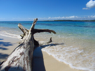 Piece of a dead tree lying down on a Caribbean beach