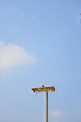 rusty street lamps and bright blue sky