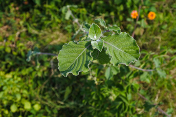 the shoot of a plant with aphids in it