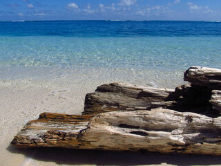 Piece of a dead tree lying down on a Caribbean beach