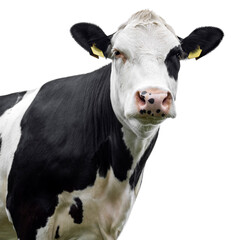cow on white background isolated