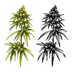 Marijuana mature plant with leaves and buds. Vintage vector hatching