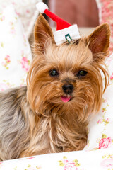 Funny dog with tongue out