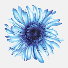 blue flower isolated on white