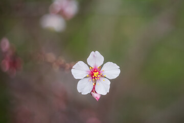 Almond flower. In spring, almond trees bloom in the garden. Spring background.