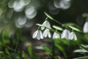White snowdrops (Galanthus nivalis) close-up on on the background with a beautiful bokeh with copy space. In the forest snowdrops are in bloom in the spring.