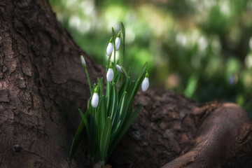 White snowdrops (Galanthus nivalis) close-up on blurry background with copy space. In the forest snowdrops are in bloom in the spring.
