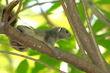 squirrel on the tree