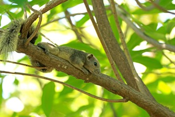 squirrel on the tree