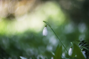 White snowdrops (Galanthus nivalis) close-up on blurry background with copy space. In the forest snowdrops are in bloom in the spring.