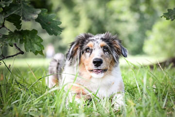 Puppy of australian shepherd is lying in the nature. Summer nature in park.