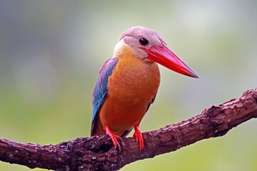 beautiful kingfisher on the branch