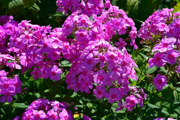 Bright pink phlox blooming in the garden close-up