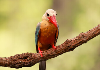 beautiful kingfisher on the branch