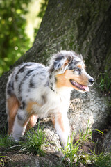 Naklejka na ściany i meble Puppy of australian shepherd is running in the nature. Summer nature in park.