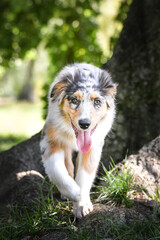 Puppy of australian shepherd is running in the nature. Summer nature in park.
