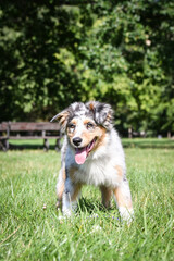 Puppy of australian shepherd is sitting in the nature. Summer nature in park.