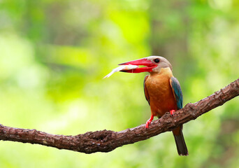 beautiful kingfisher on the branch