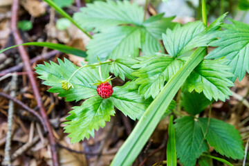 Small wild red strawberry